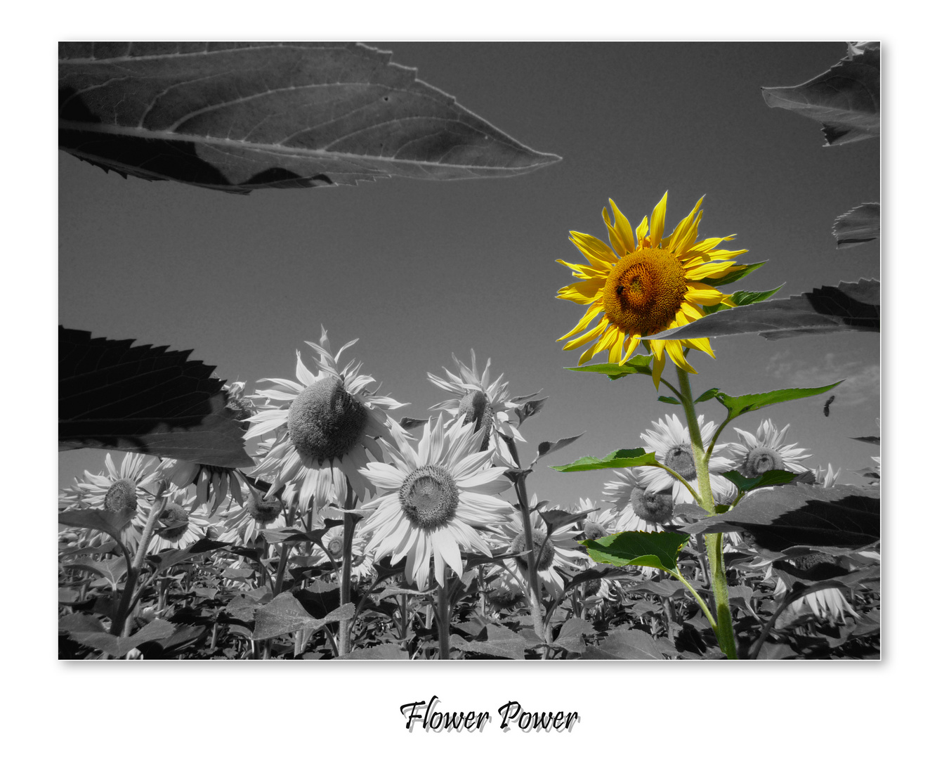 Flowe Power am Bodensee