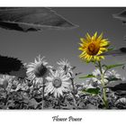 Flowe Power am Bodensee