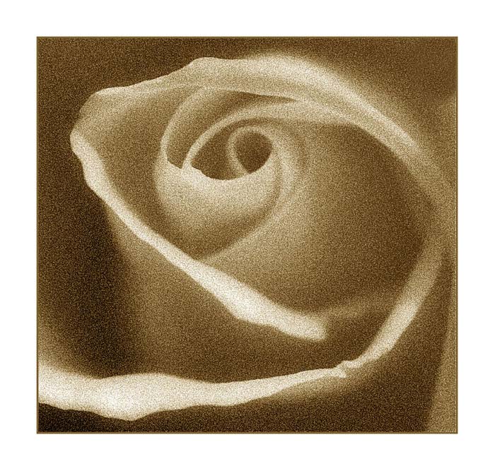 flower #110 "Rose historisch"