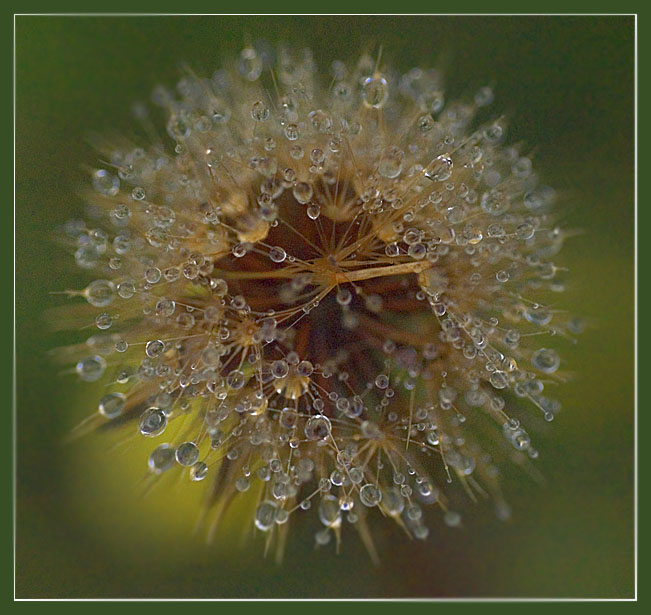 flower #122 "after the rain "