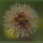 flower #122 "after the rain "