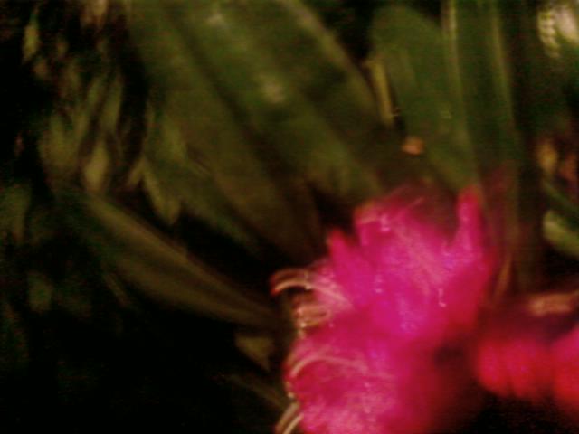 Flower 2