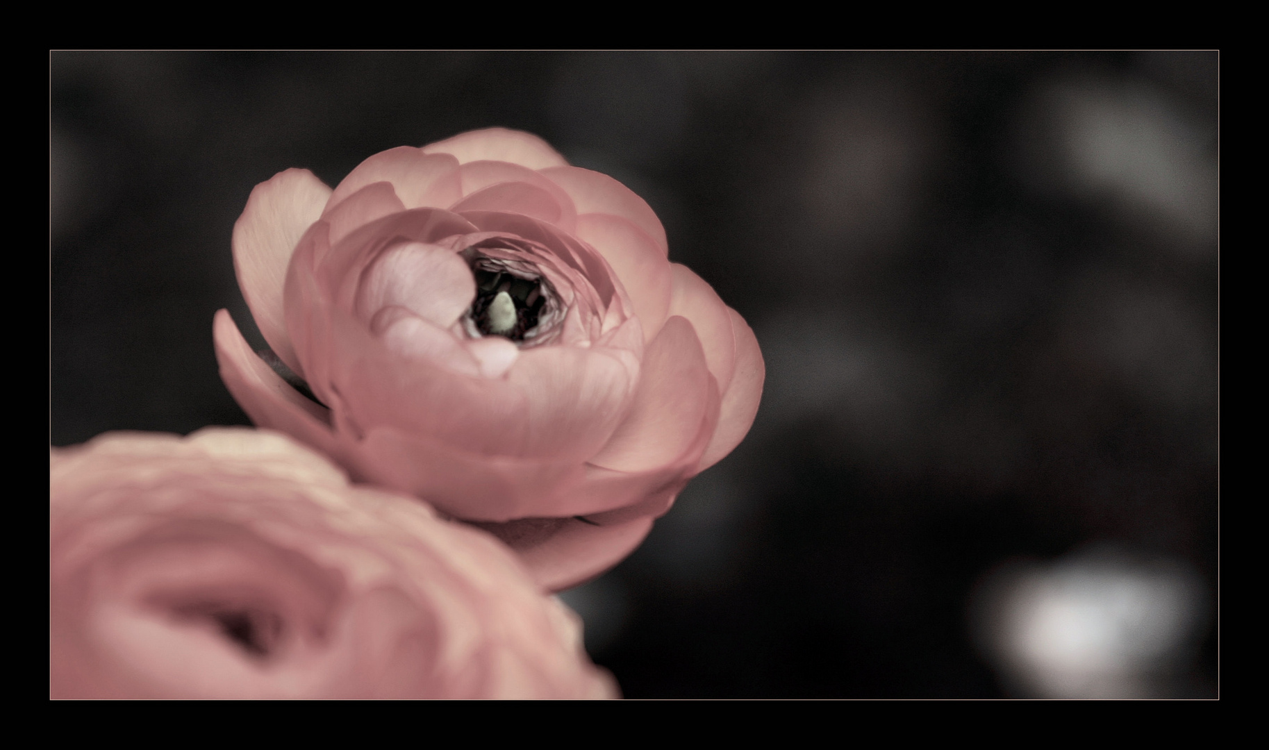 [ Flower ]