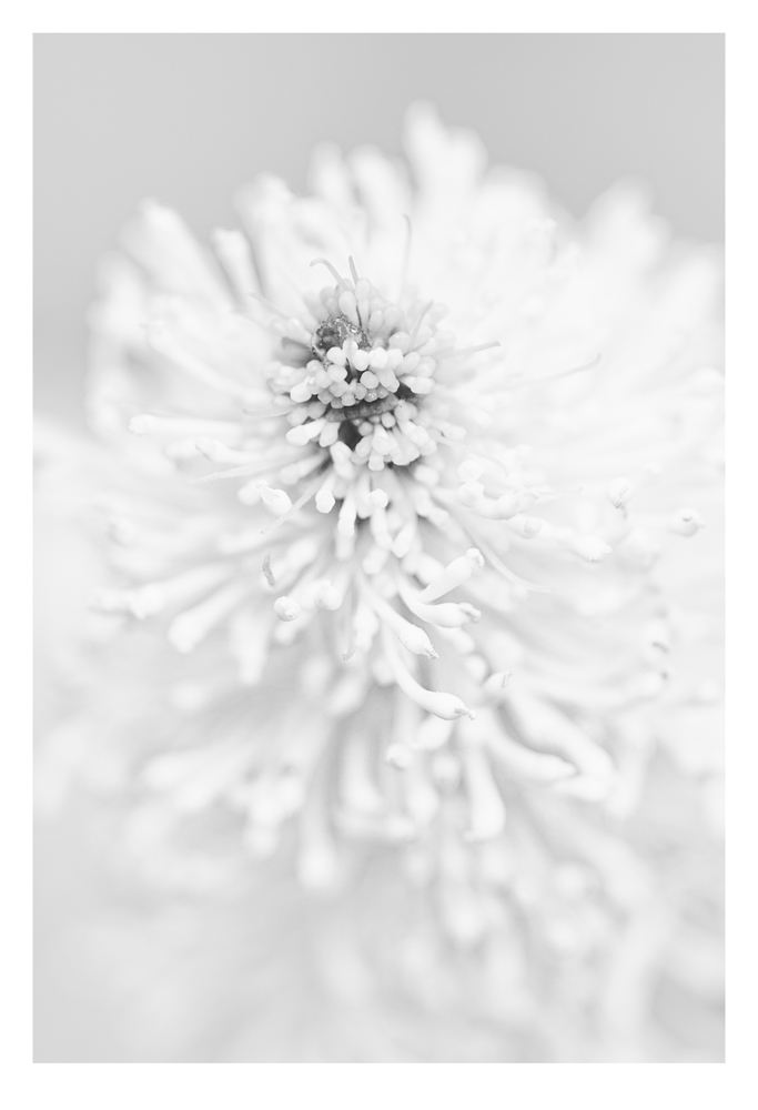 Flower 31 | Flora