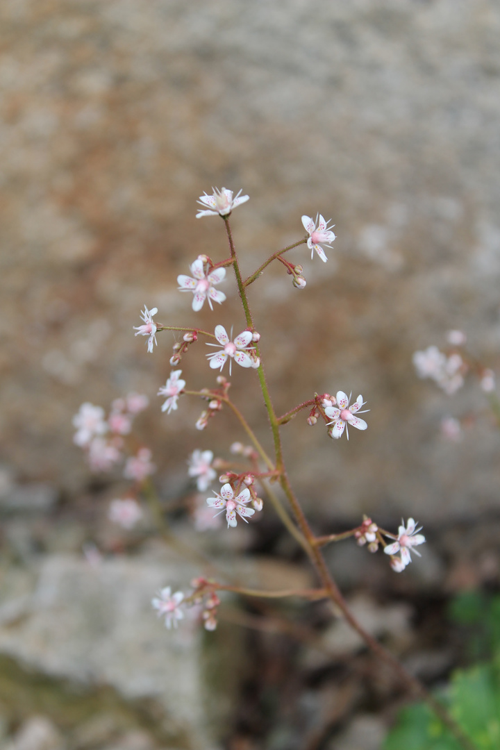 flower.