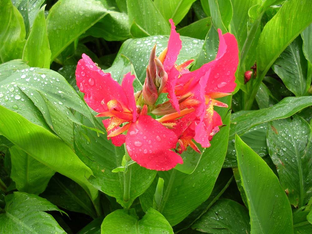 Flower after rain