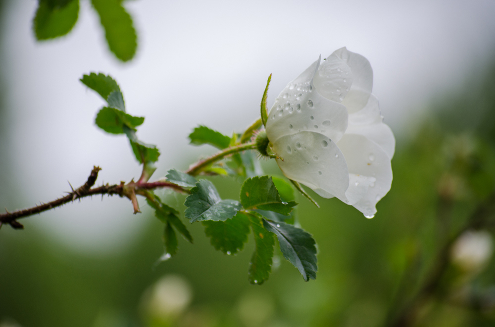 Flower after the rain