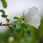 Flower after the rain