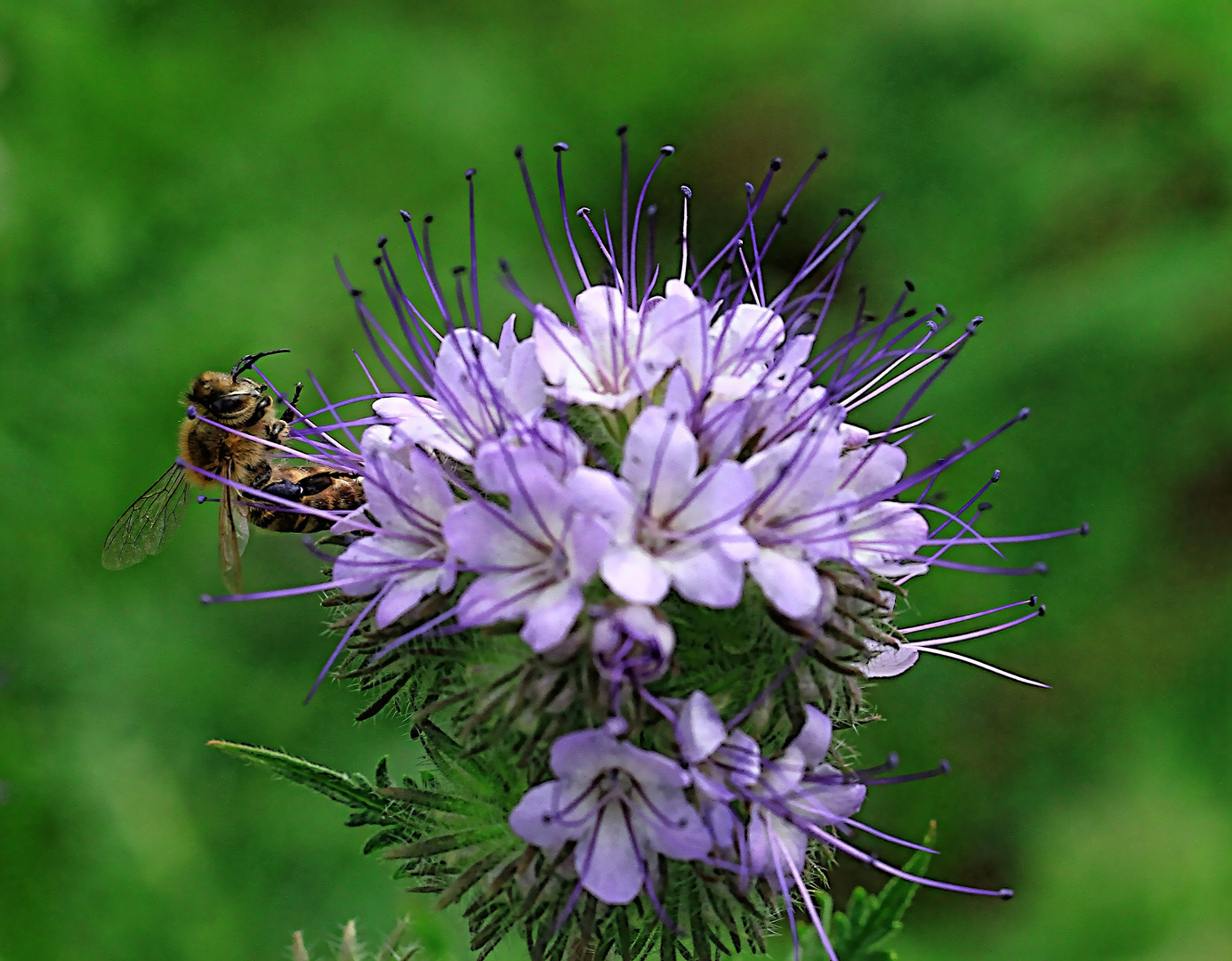 Flower and a bee