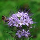 Flower and a bee