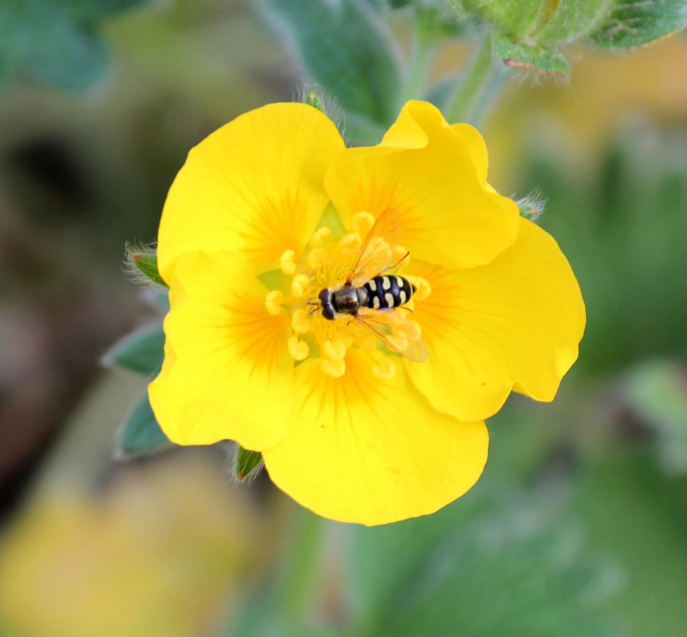 Flower and Bee