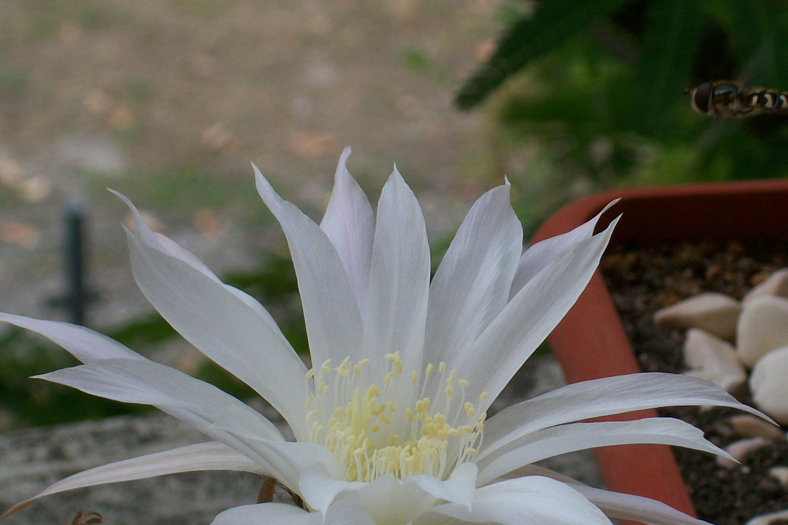 flower and bee