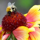 Flower and Bee