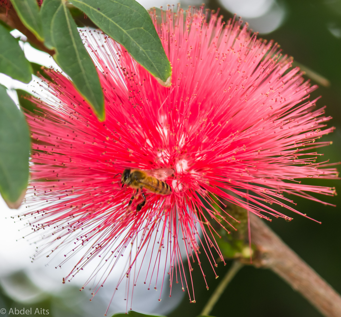 flower and bee