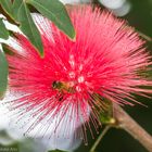 flower and bee