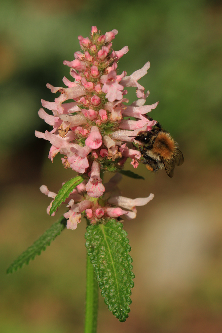 *Flower and Bee*