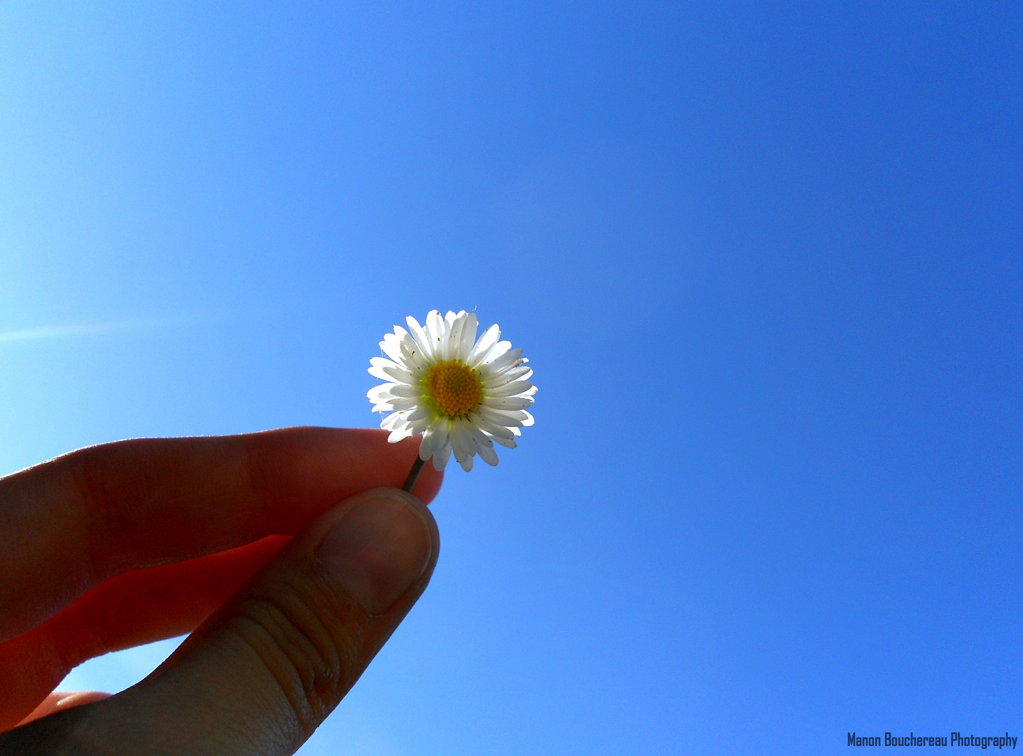 Flower and blue sky