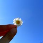 Flower and blue sky