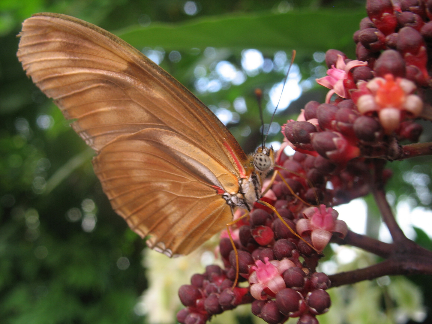 Flower and Butterfly