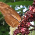 Flower and Butterfly