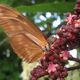 Flower and Butterfly