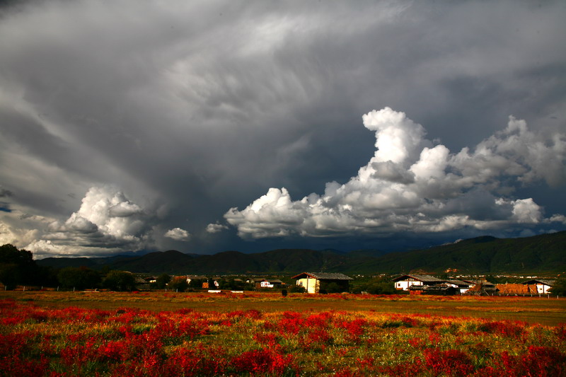 Flower and Cloud