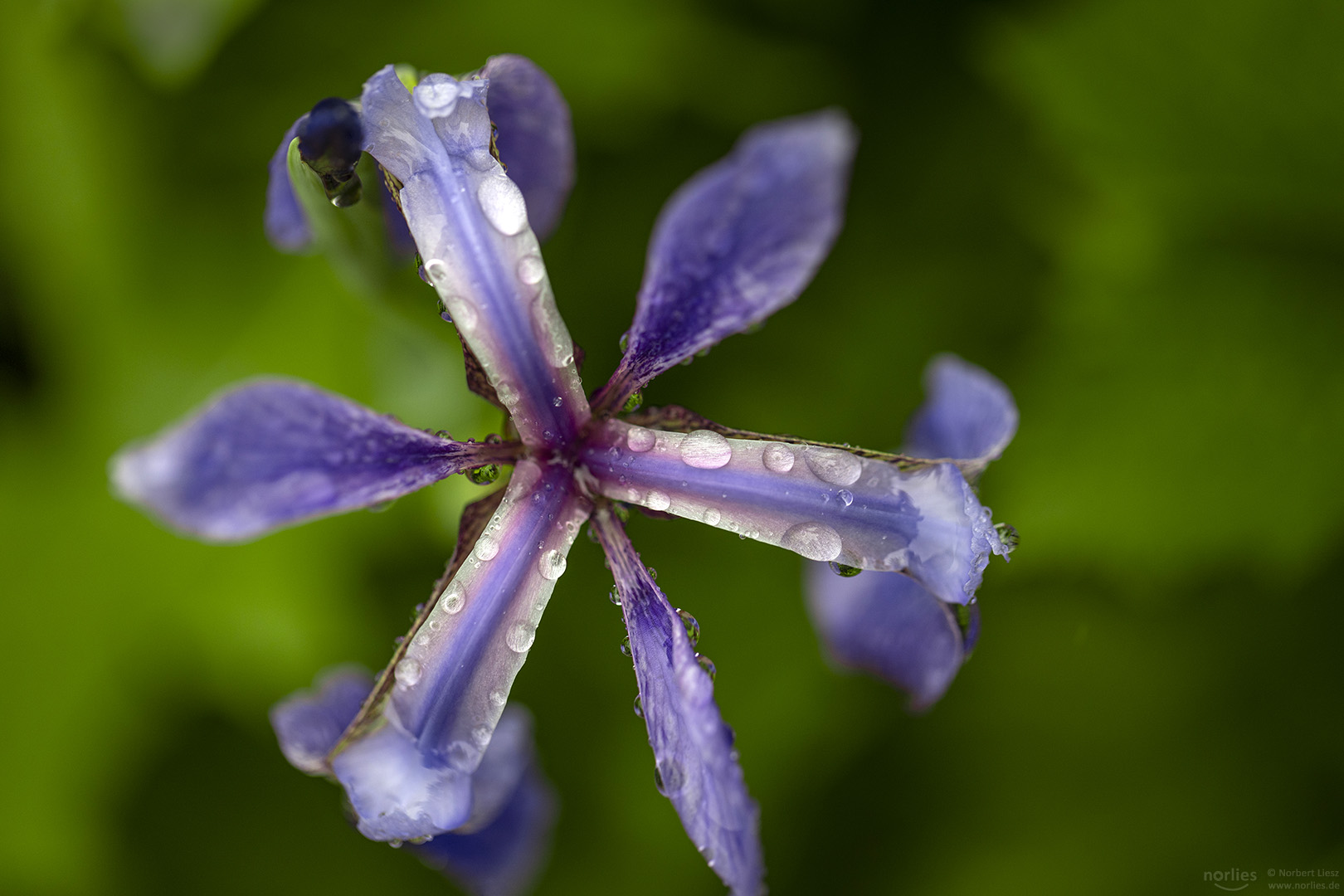 Flower and drops