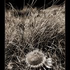 Flower and grass