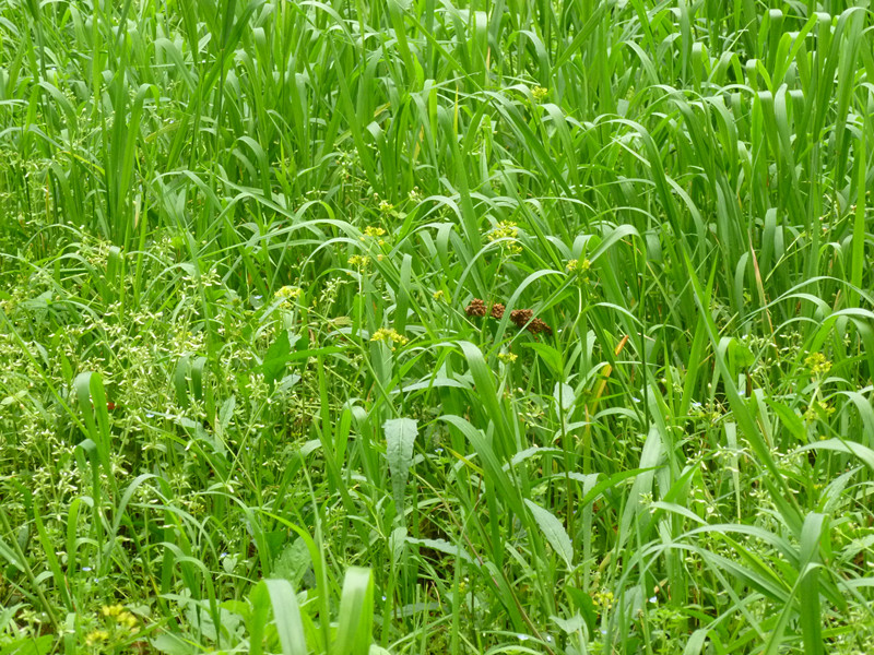 flower and grass