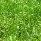 flower and grass