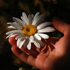 flower and hand