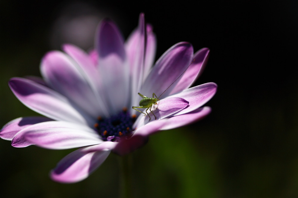 Flower and her guest