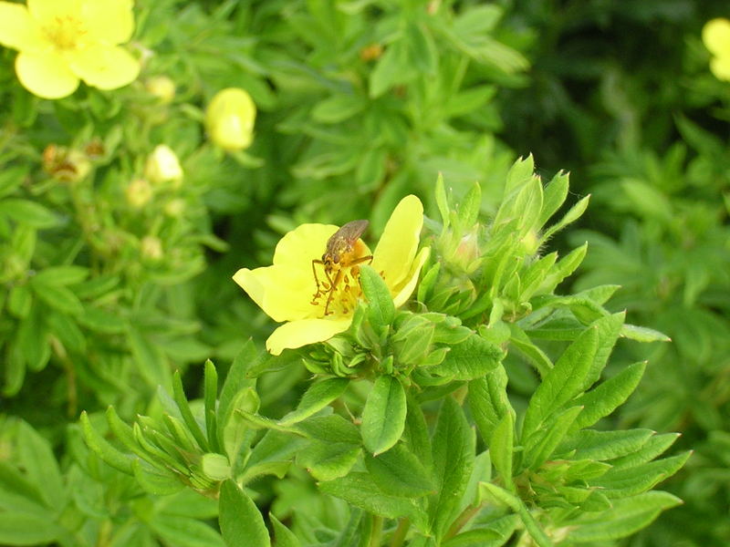 Flower and insect