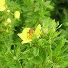 Flower and insect