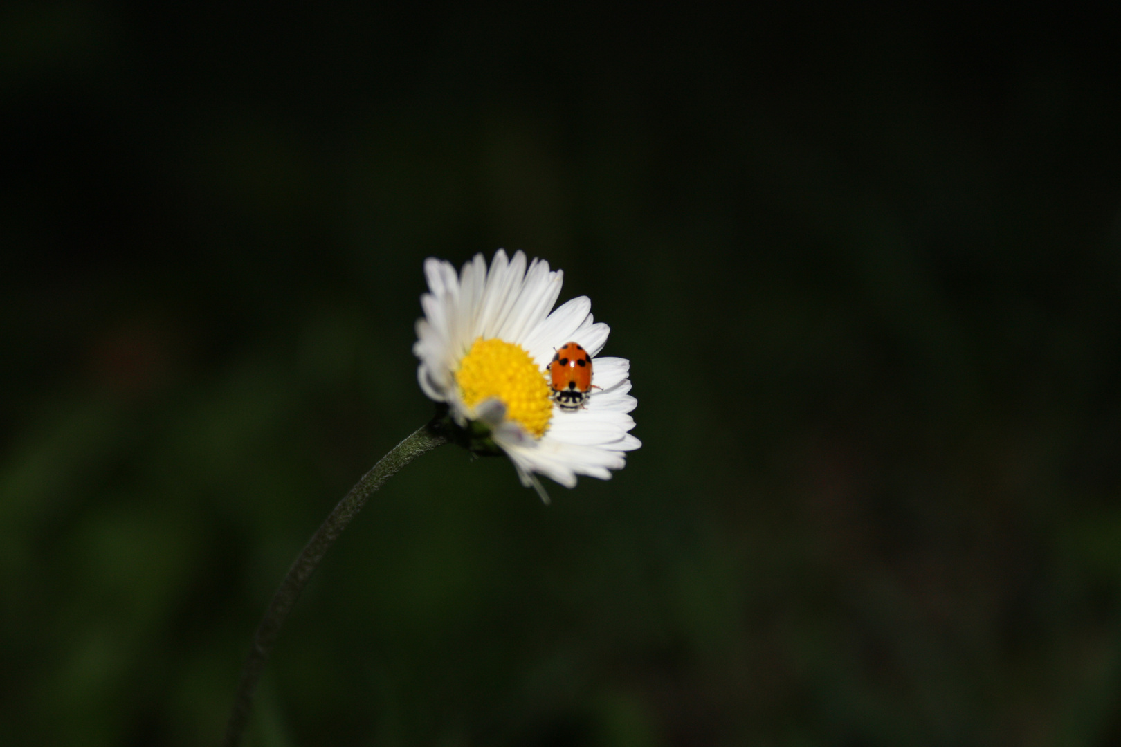 Flower and ladybug