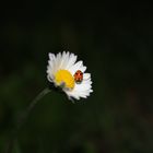 Flower and ladybug