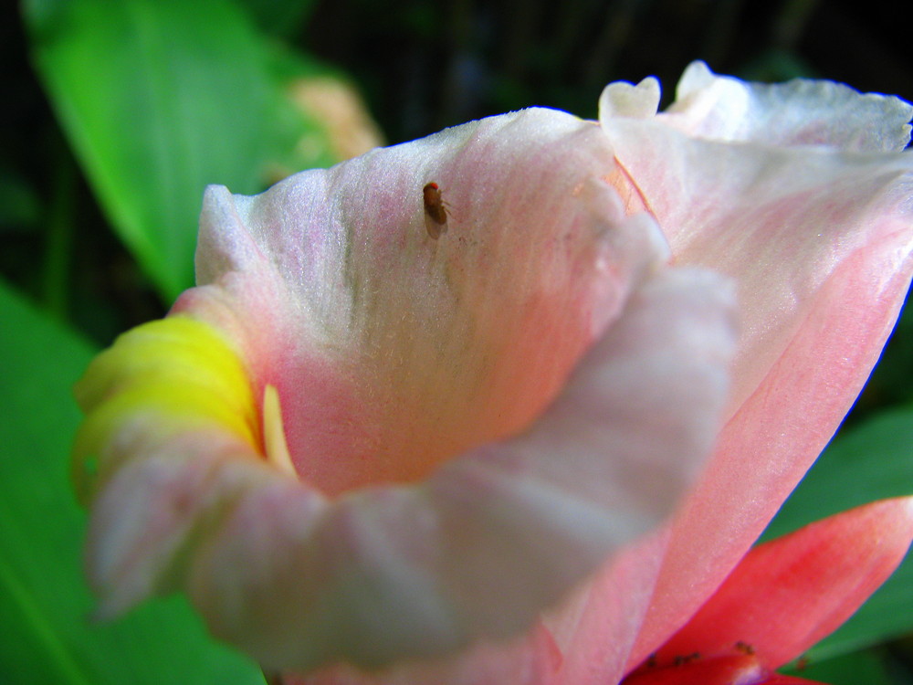 Flower and mosquito