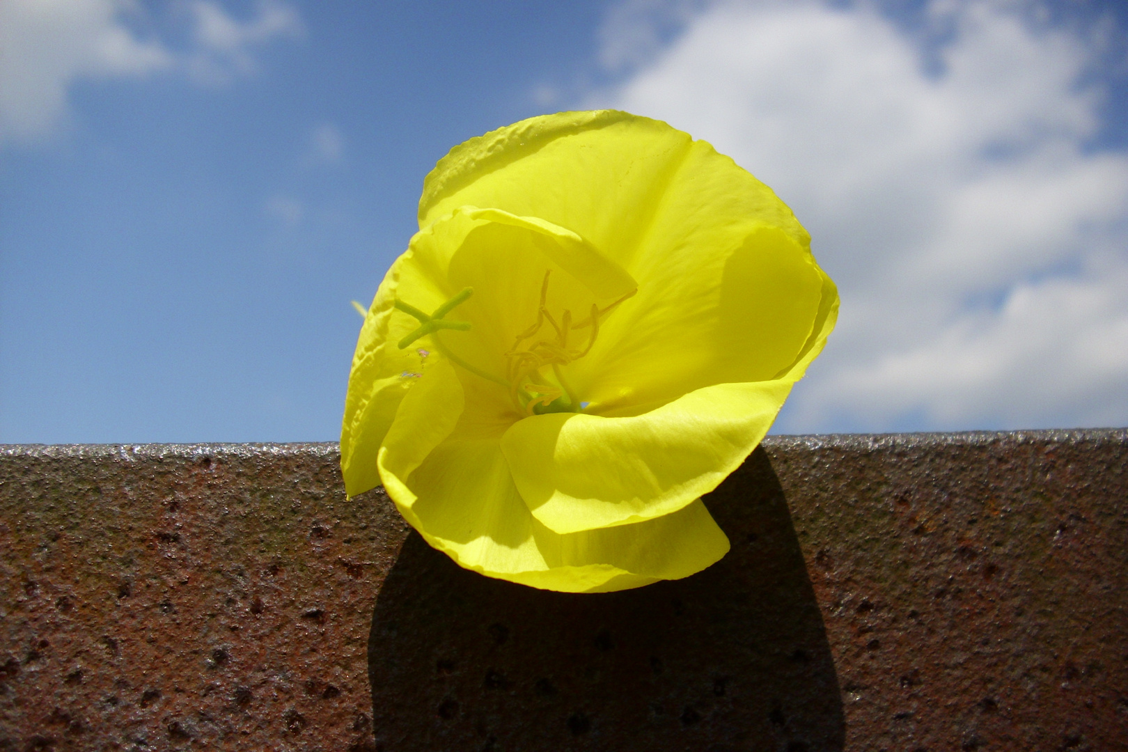 Flower and Rust