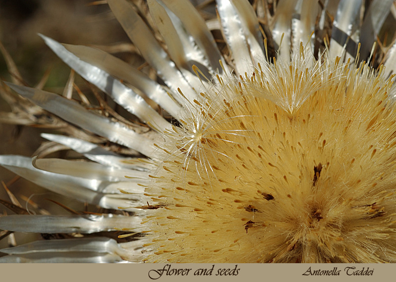 Flower and seeds