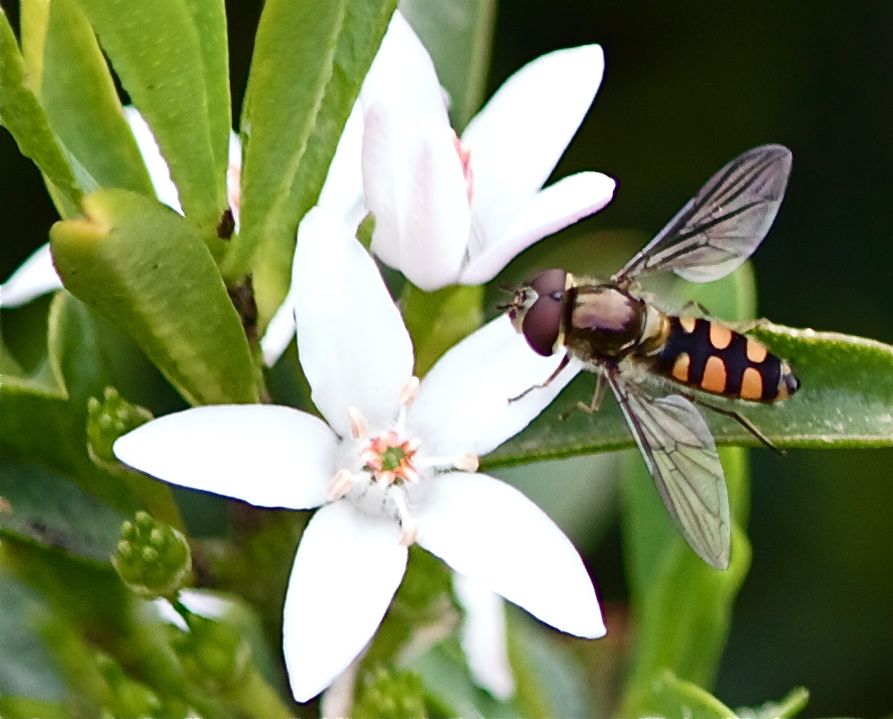 Flower and Small Wasp