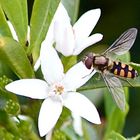 Flower and Small Wasp