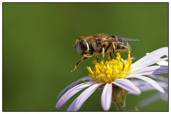 Flower and the honeybee