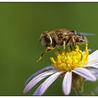 Flower and the honeybee