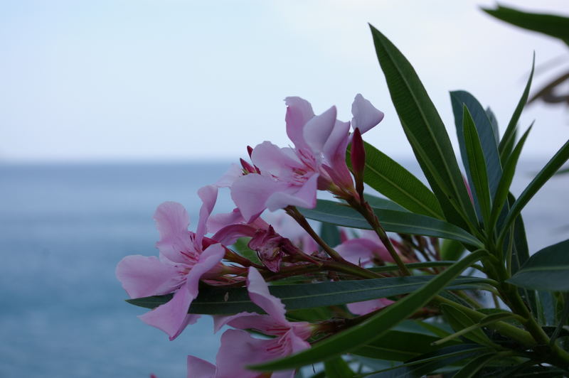 flower and the sea