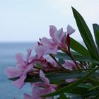 flower and the sea