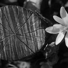 Flower and Tree Rings