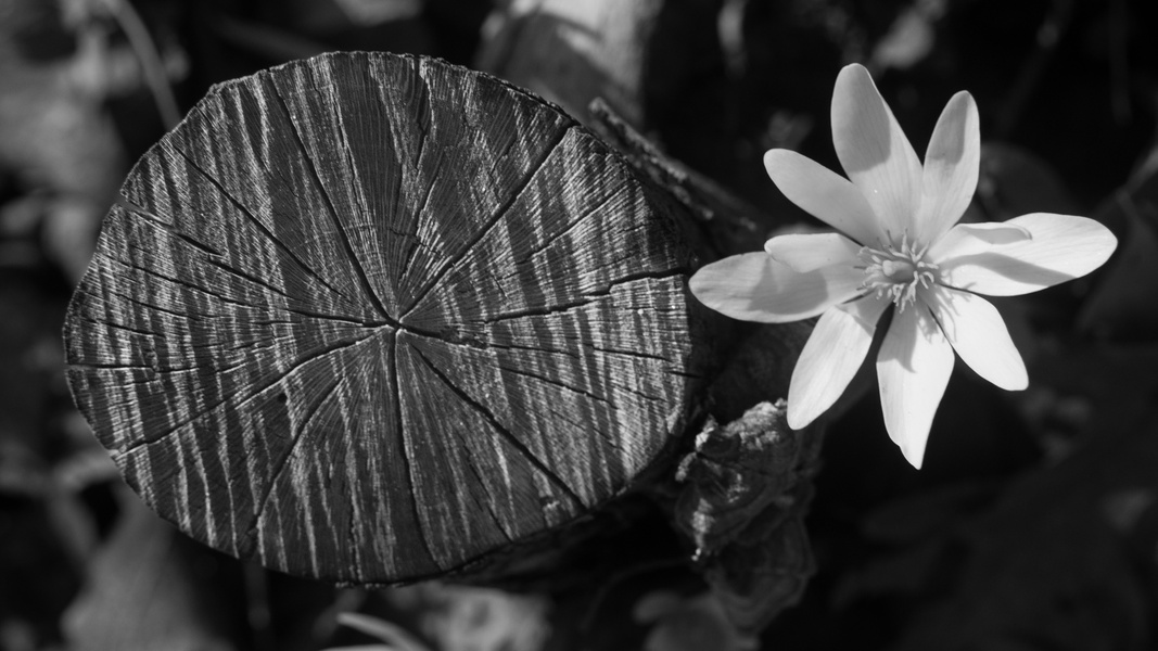 Flower and Tree Rings