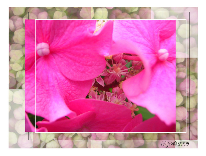 ~~ Flower Arrangement I ~~