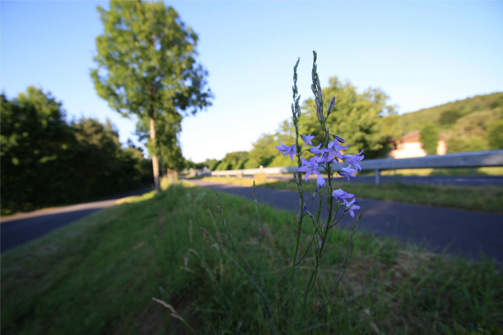 Flower at road