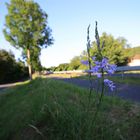 Flower at road